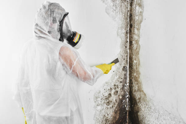 Home Mold Removal in Vista Santa Rosa, CA