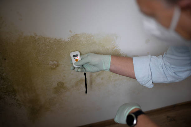Best Attic Mold Removal  in Vista Santa Rosa, CA