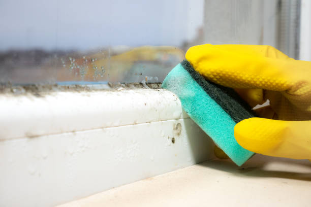 Vista Santa Rosa, CA Mold Removal Company
