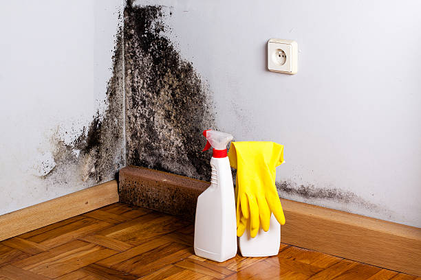 Best Mold Cleaning Services  in Vista Santa Rosa, CA