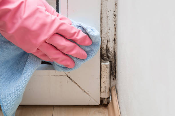 Best Mold Removal Company Near Me  in Vista Santa Rosa, CA
